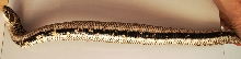 Hognose 2