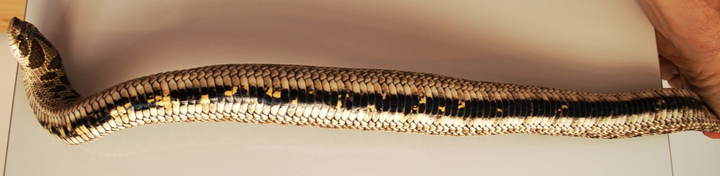 Hognose 2