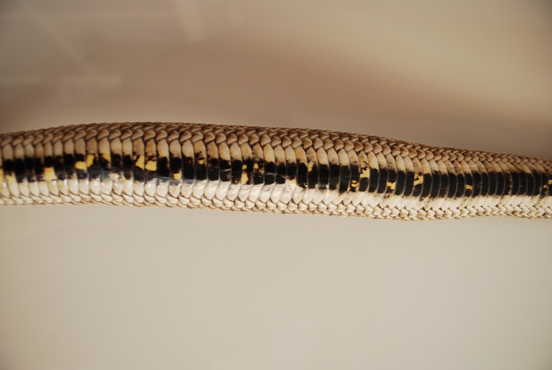 Hognose 3