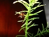 Red Widow F/M ?