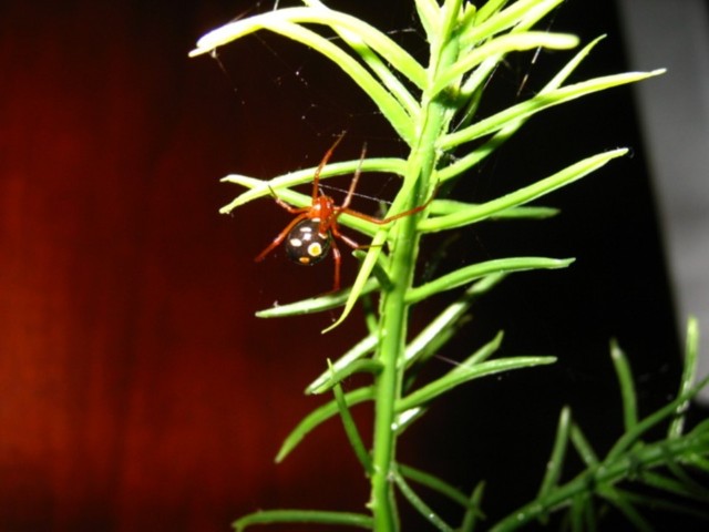 Red Widow F/M ?