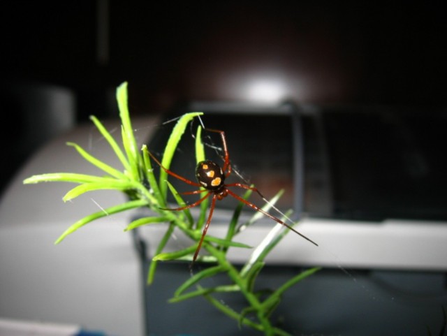 Red Widow MALE
