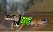 Gecko Pimp