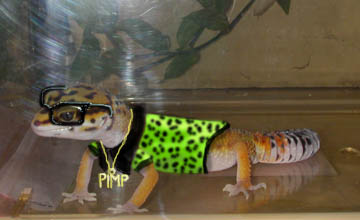 Gecko Pimp