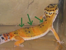 New color after shed
