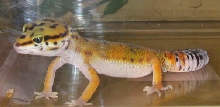 Gilean's Left Side