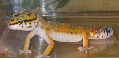 Gilean's Left Side