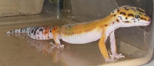 Gilean's Right Side