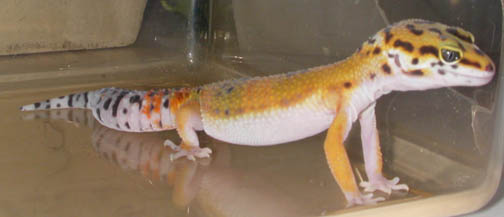 Gilean's Right Side
