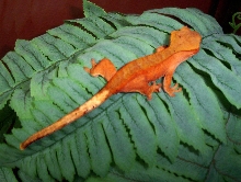 brightred