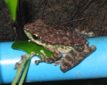 Mystery frog from Chiang Mai, Thailand