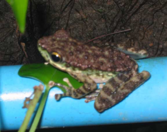 Mystery frog from Chiang Mai, Thailand