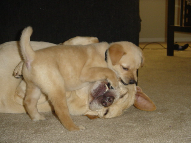 Zelda and Sidney