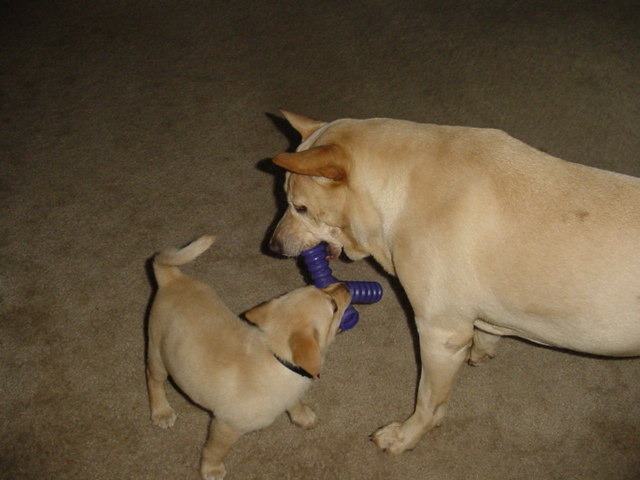 Zelda and Sidney