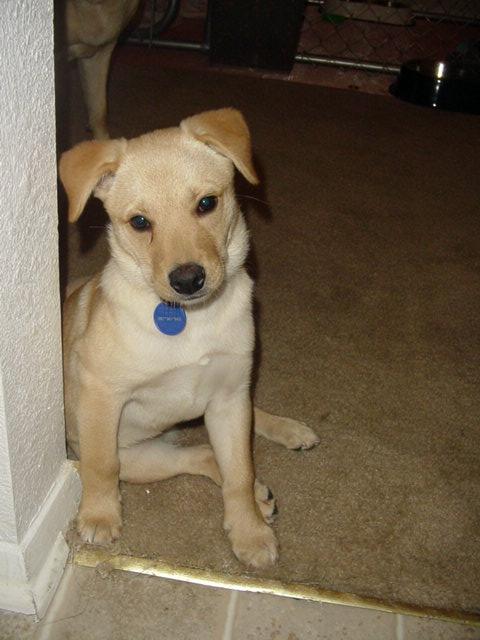 Zelda Waiting