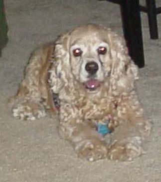 My "Precious" Puppy  Feb. 1992-July 2002