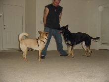 Zelda's New Friend (1)