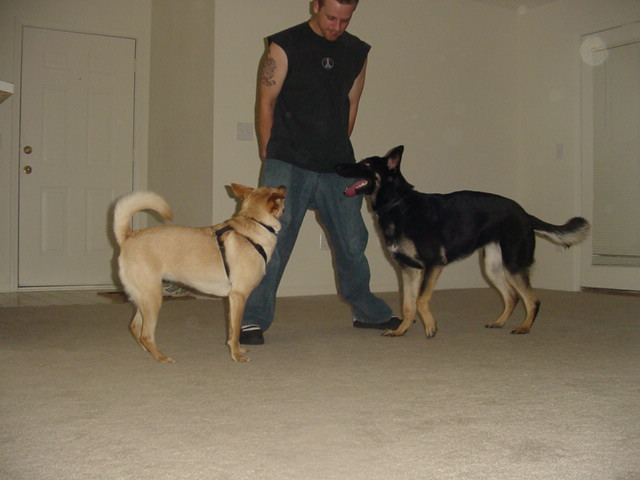 Zelda's New Friend (1)