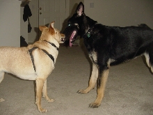 Zelda's New Friend (2)