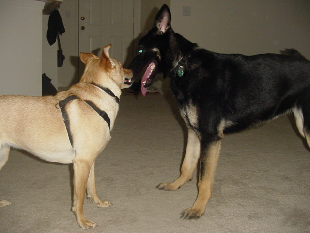 Zelda's New Friend (2)