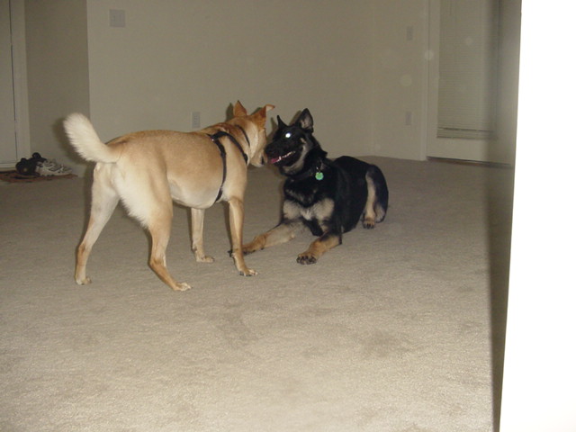 Zelda's New Friend (3)
