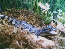 MY SPCTACLED CAIMEN