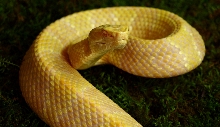 Amel A. piscivorus