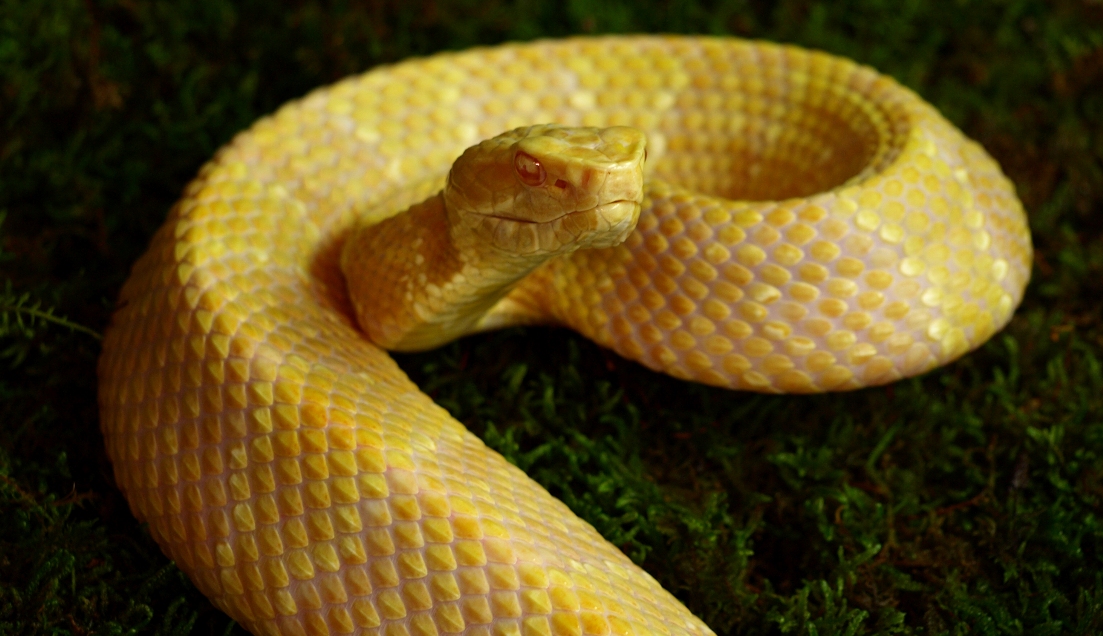 Amel A. piscivorus