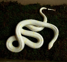 Amel L. getula