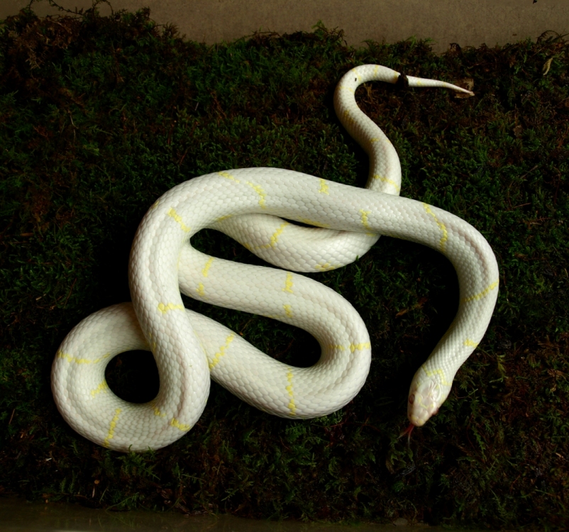 Amel L. getula
