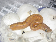 P. regius (unknown morph) 2