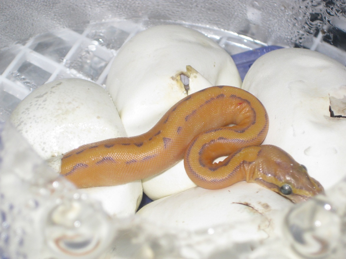 P. regius (unknown morph) 2