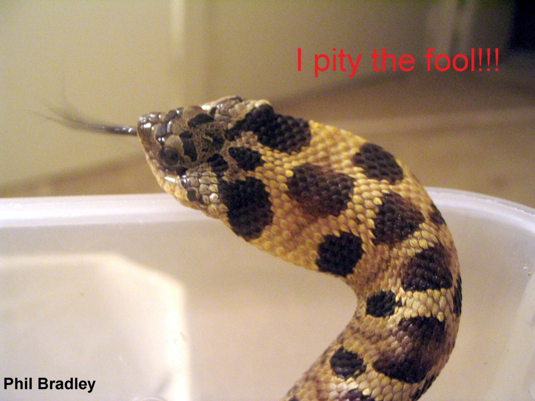 Eastern Hognose