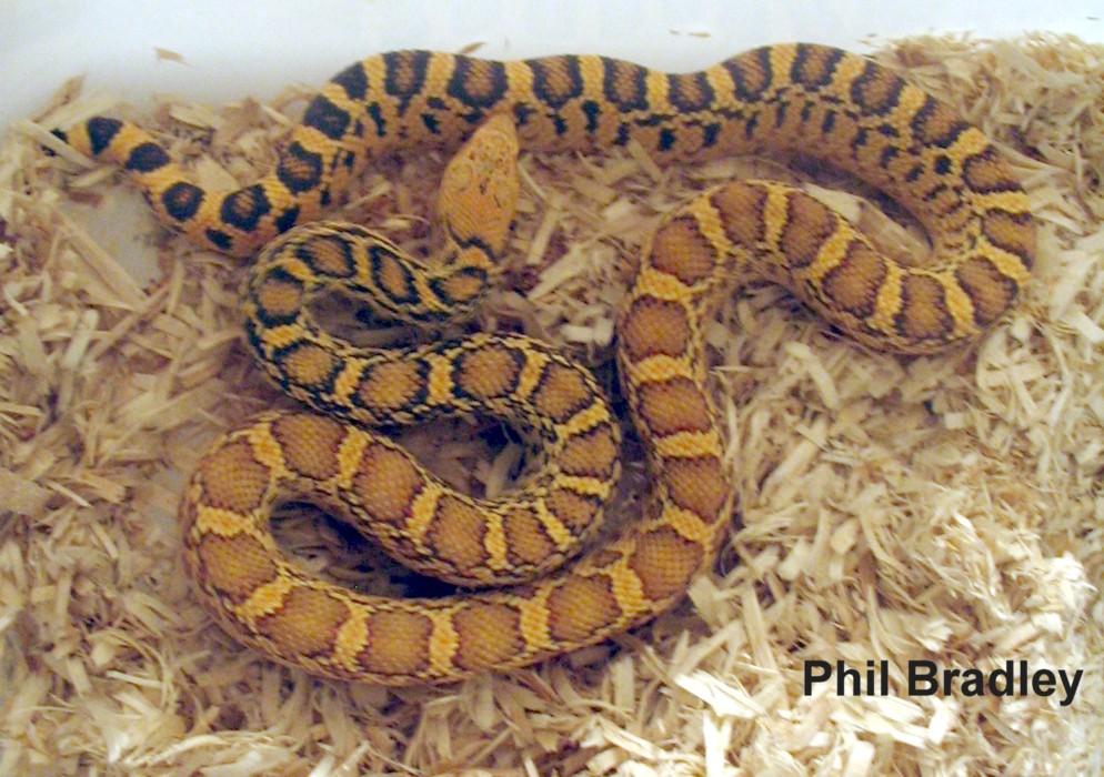 F Stillwater Hypo Pic 2