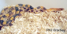 Female P. d. jani