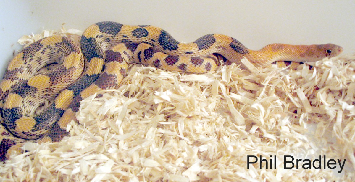 Female P. d. jani