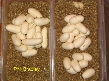 Black Milk Eggs