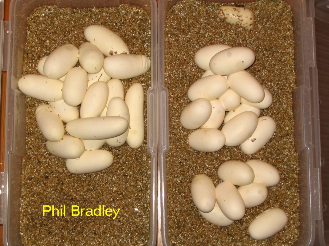 Black Milk Eggs