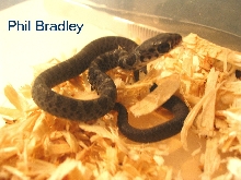 NC Black Racer