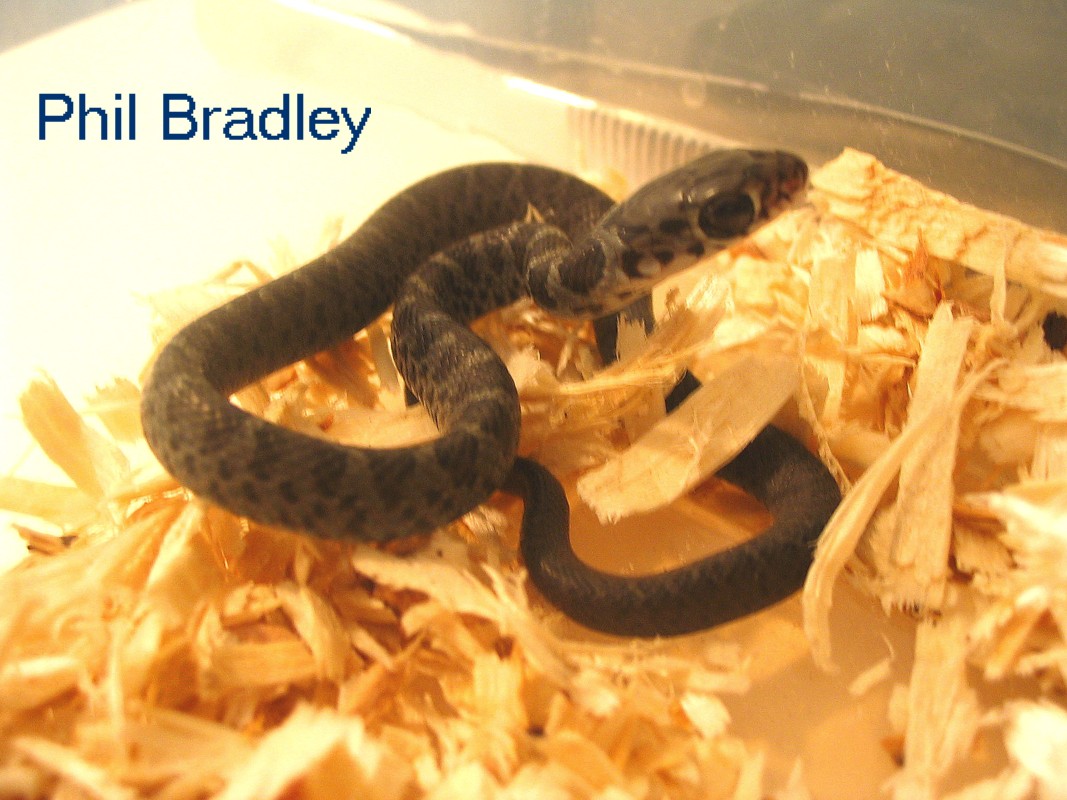 NC Black Racer