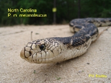 W/C North Carolina Pinesnake