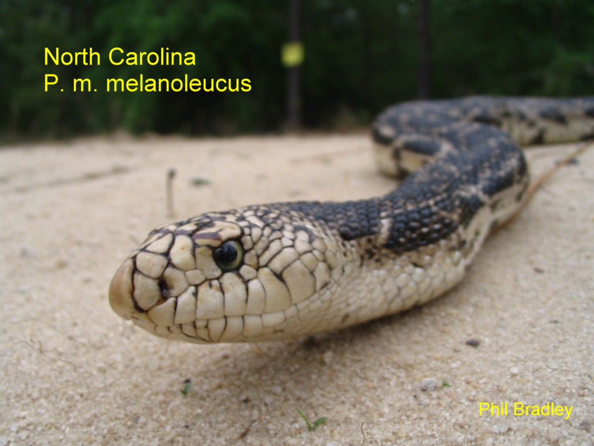 W/C North Carolina Pinesnake