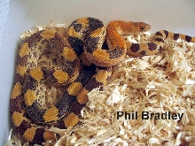 Male P. d. jani