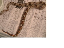 03 female het albino