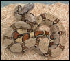 het for albino, poss het stripe