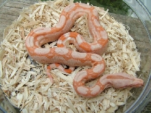 Sharp Albino 2