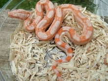 Sharp Albino Female
