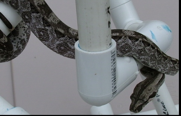 Caycaulkerfemale2