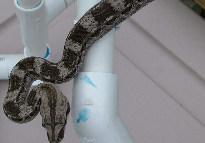 caycaulkerfemale2