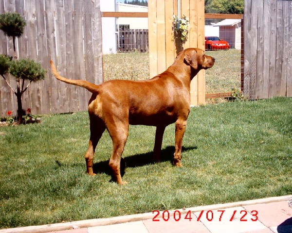 Ridgebacks Bar kingsnake.com photo gallery > Rhodesian Ridgeback > Wizard Zanzibar (Z ...
